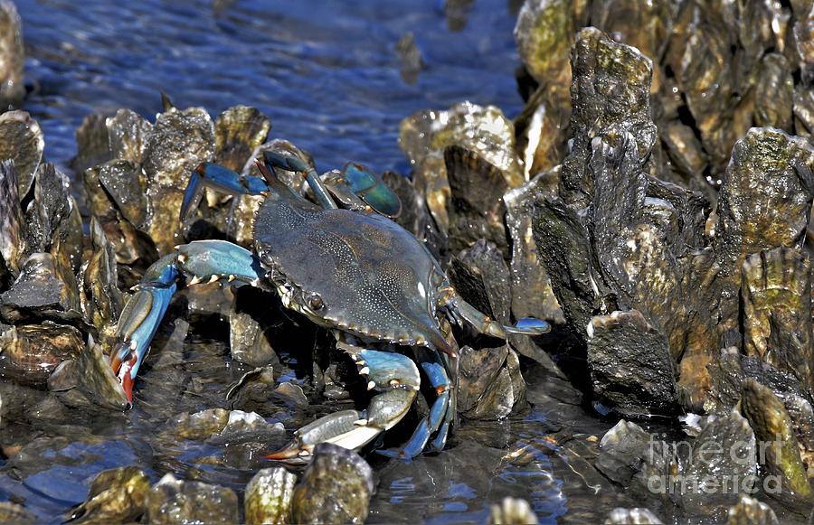 Blue Crab  Photograph by Julie Adair