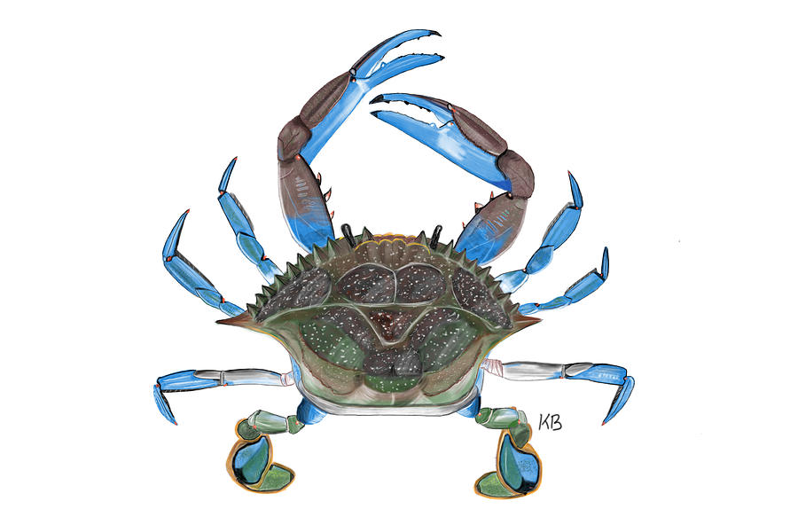 Blue Crab Digital Art by Kevin Brown