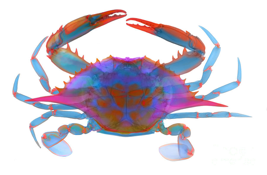 Blue Crab, X-ray Photograph by Ted Kinsman