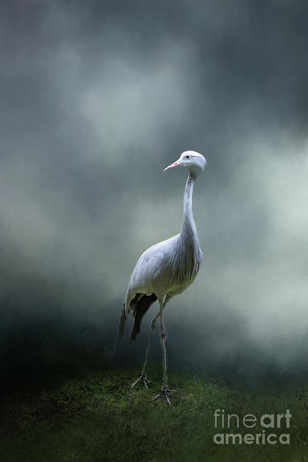 Bird Photograph - Paradise Crane by Eva Lechner