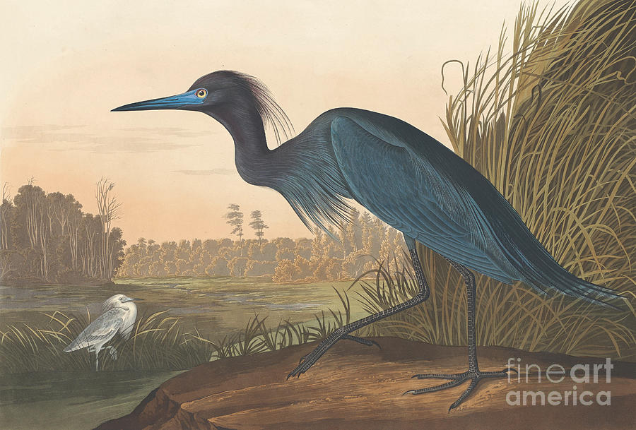 Blue Crane or Heron Painting by John James Audubon