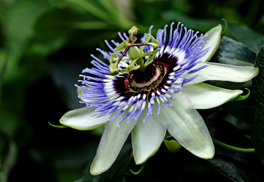 Blue Crown Passion Flower Photograph