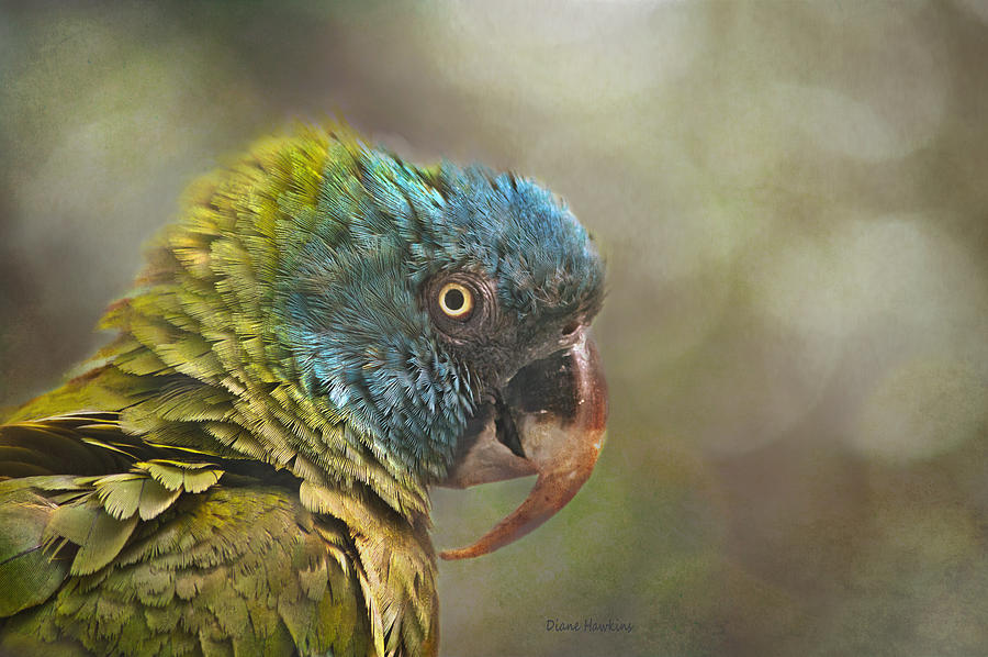 Blue Crowned Conure Photograph