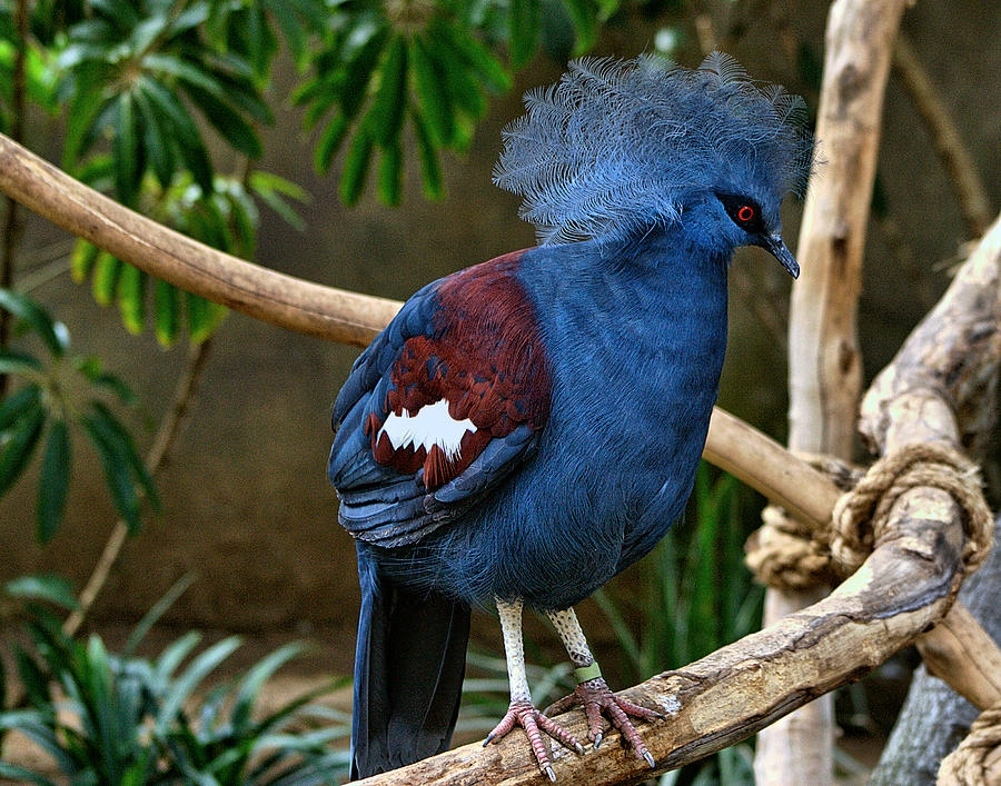 Blue Crowned Pigeon Photograph by Michael Gordon