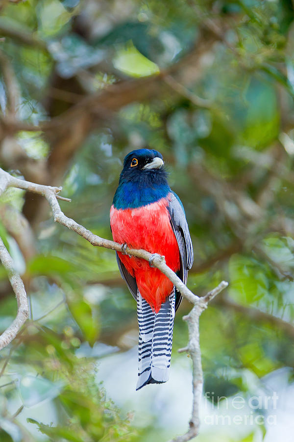 Blue-crowned Trogon Photograph by B.G. Thomson