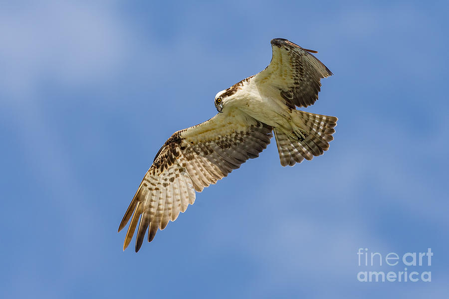 Fort Myers Beach Osprey Photograph by Jerry Fornarotto