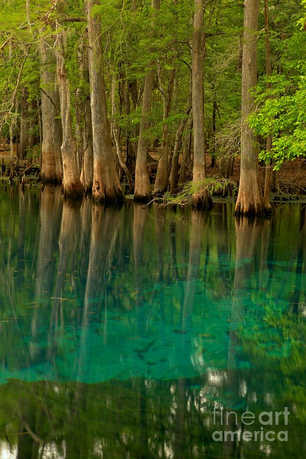 Blue Cypress Reflections Photograph by Adam Jewell