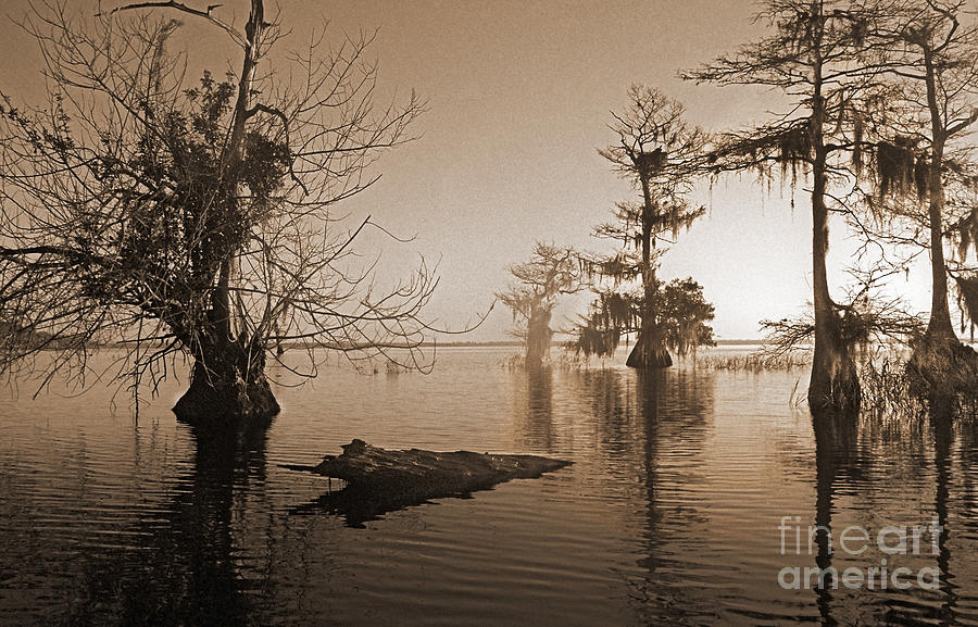 Bald Cypress Trees Photograph - Blue Cypress by Richard Nickson Bald Cypress Trees Photograph - Blue Cypress by Richard Nickson