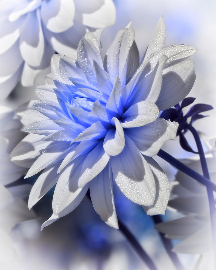 Blue Dahlia Photograph by Wes and Dotty Weber