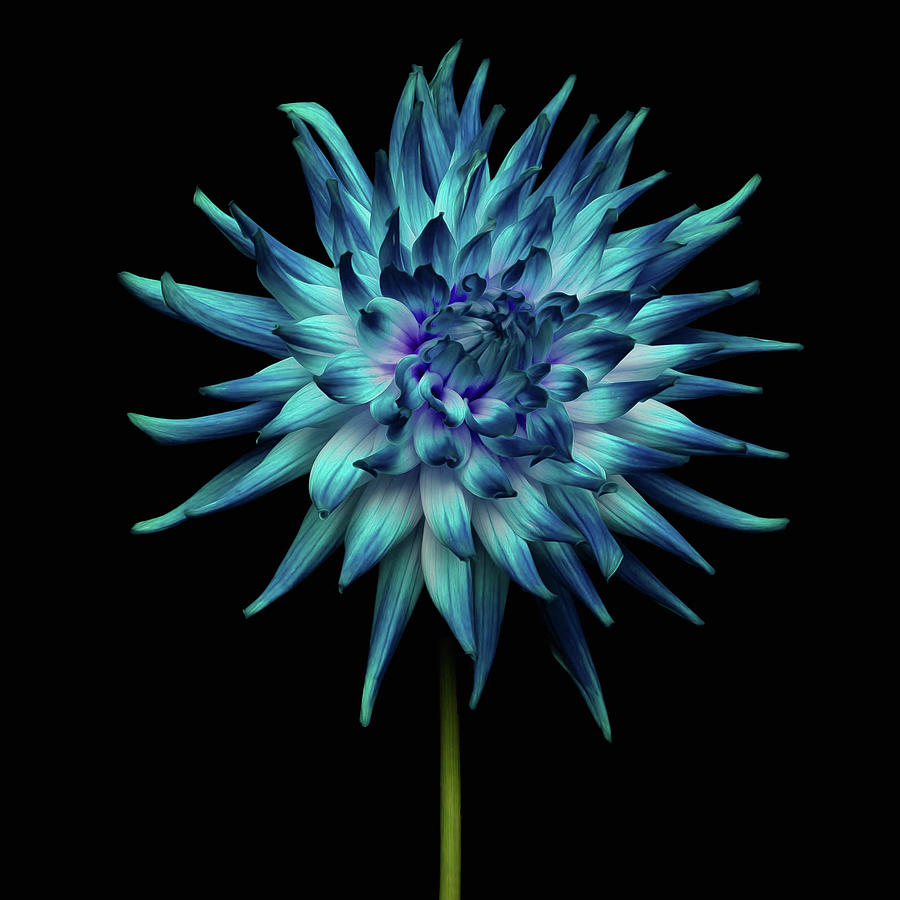 Blue Dahlia Photograph by Garry Solomon - Fine Art America