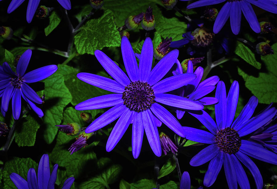 Blue Daisies 001 Photograph by George Bostian