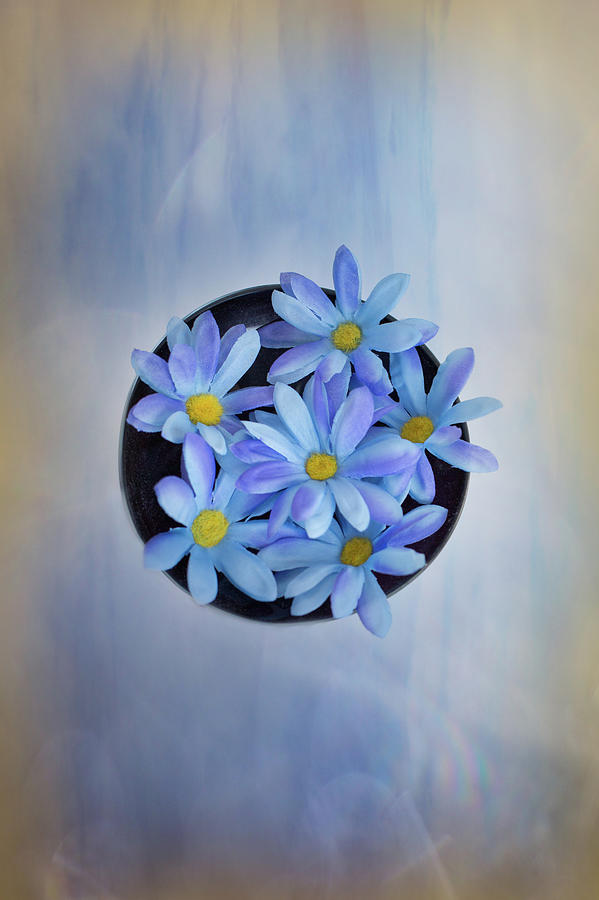 Still Life Photograph - Blue Daisies by Elvira Pinkhas
