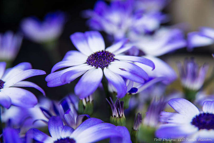 Daisy Photograph - Blue Daisies by Teresa Blanton