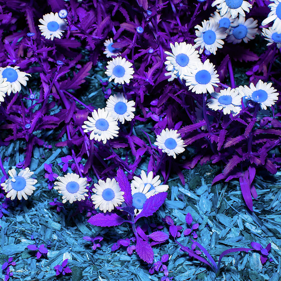 Blue Daisy Photograph by Erich Grant