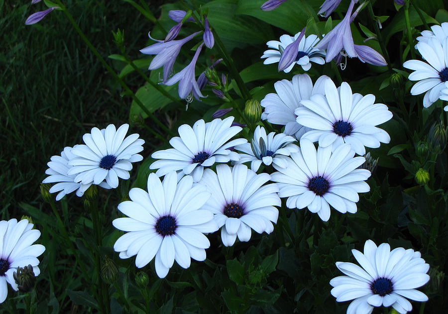 Blue Daisy Flower Garden Photograph By Tony Grider