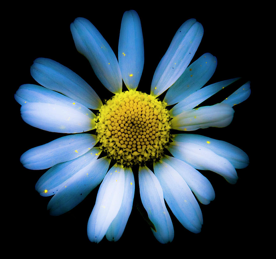 Blue Daisy Photograph by Grebo Gray
