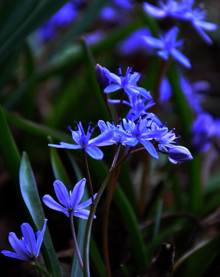 Spring Photograph - Blue by Damijana Cermelj