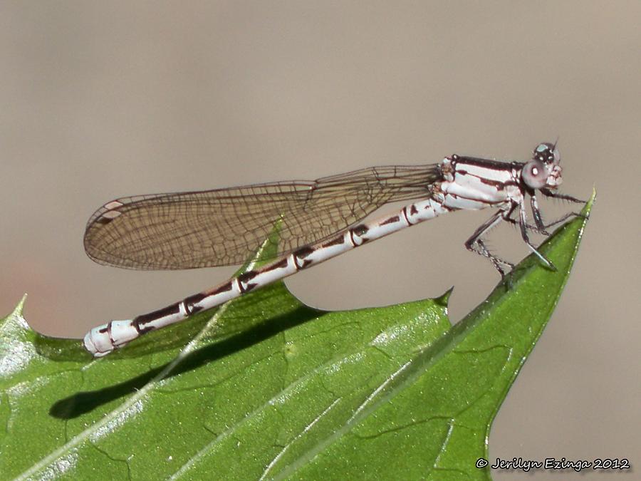 Blue Damsel Photograph by Jerilyn Ezinga Blue Damsel Photograph by Jerilyn Ezinga