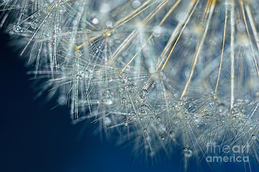 Blue Dandelion Dew by Kaye Menner Photograph by Kaye Menner