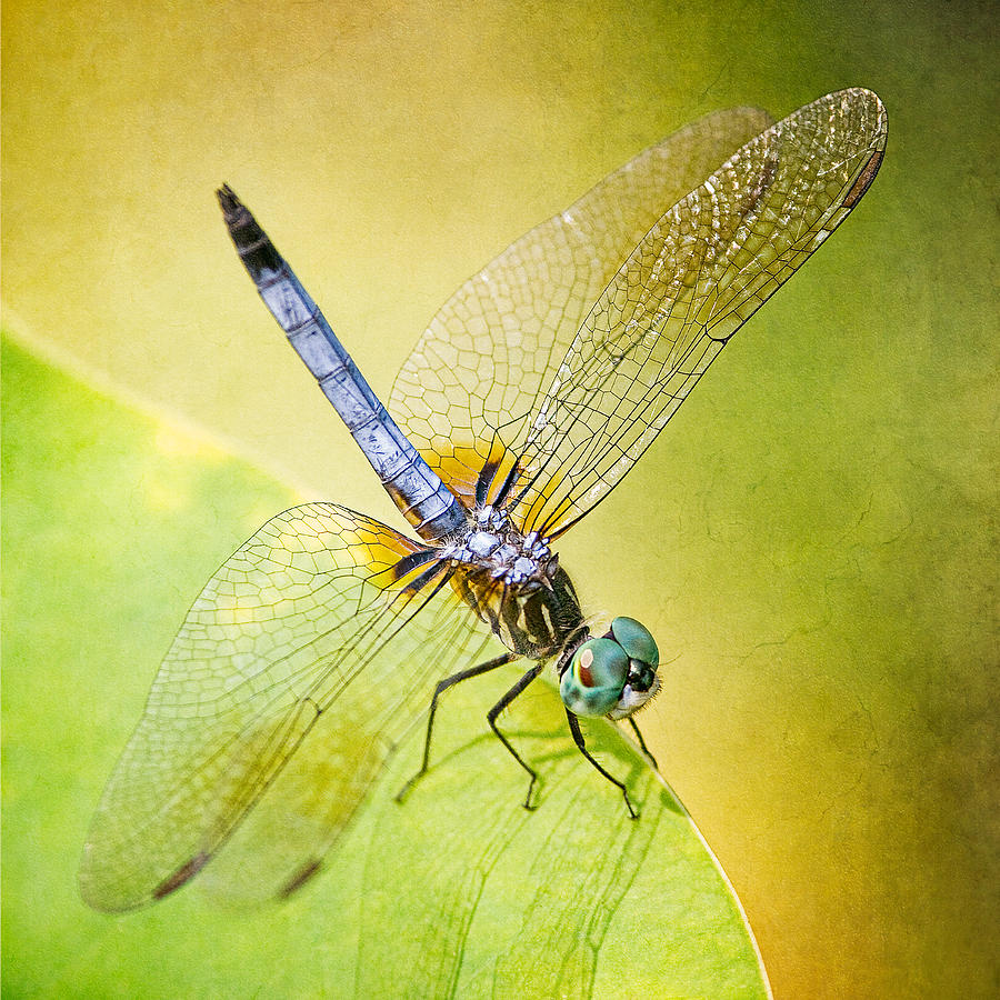 Blue Darner Dragonfly Photograph by Jeff Abrahamson