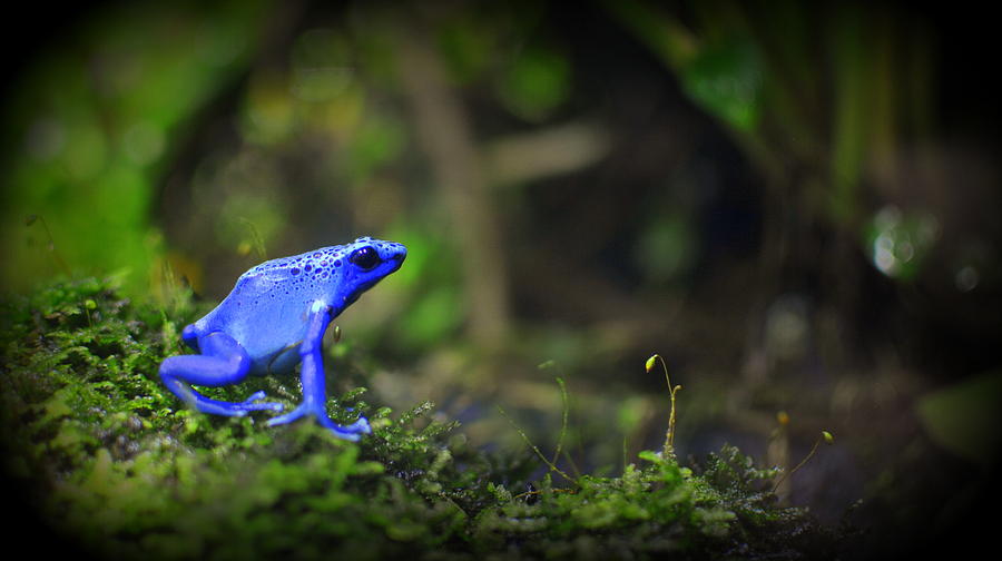 Blue Dart Frog Photograph by Nathan Abbott