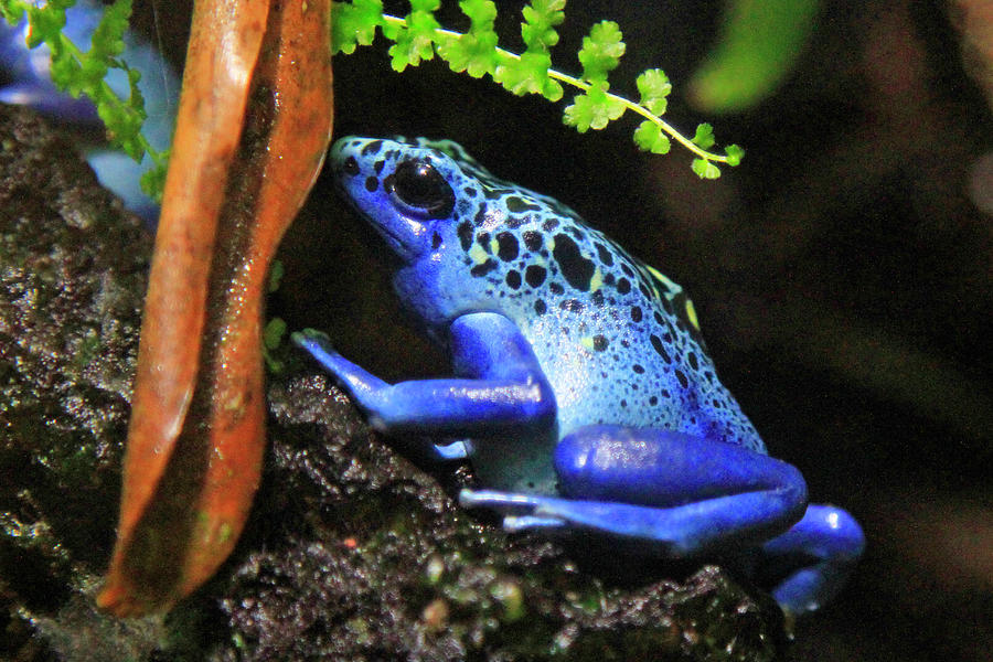 Blue Dart Frog Photograph by Shoal Hollingsworth