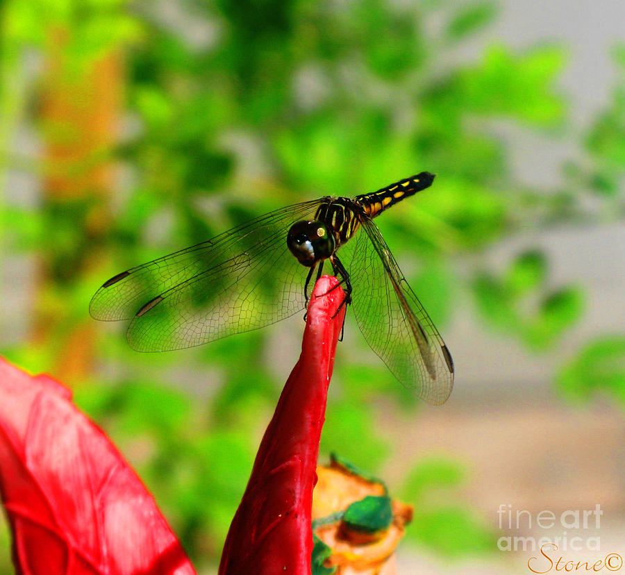 Blue Dasher Damselfly Photograph by September Stone