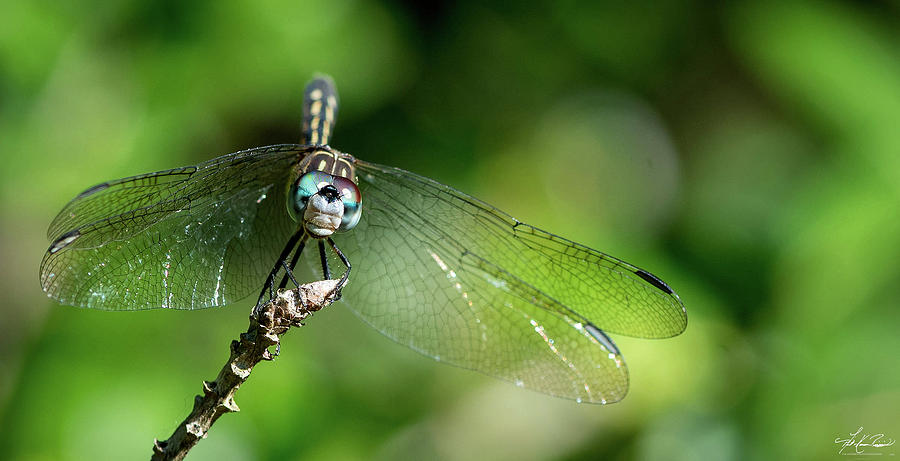 Dragonfly Photograph - Blue Dasher Dragonfly  by Phil And Karen Rispin