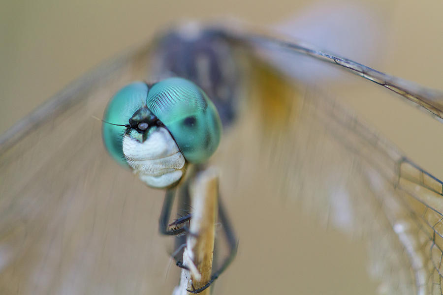 Blue Dasher Dragonfly #1 Photograph by Paul Rebmann