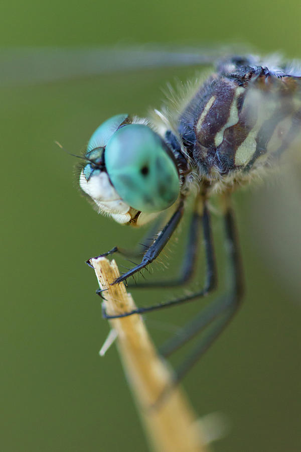 Blue Dasher Dragonfly #2 Photograph