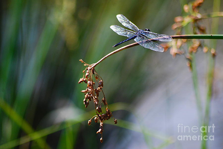 Blue Dasher Dragonfly 20130826a_81 Photograph by Tina Hopkins