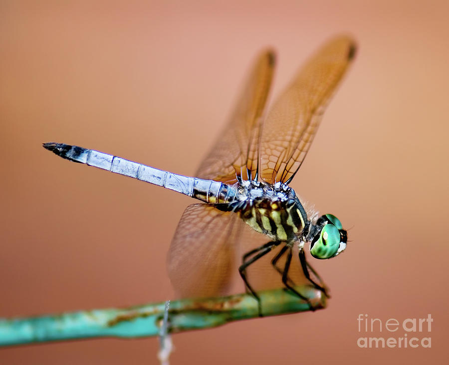 Insects Photograph - Blue Dasher Dragonfly by Betty LaRue