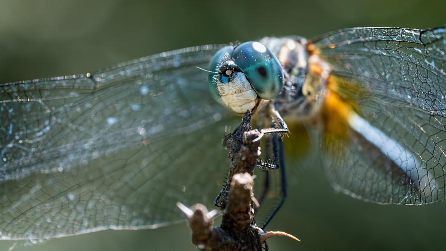 Blue Dasher Dragonfly Photograph by Brad Boland