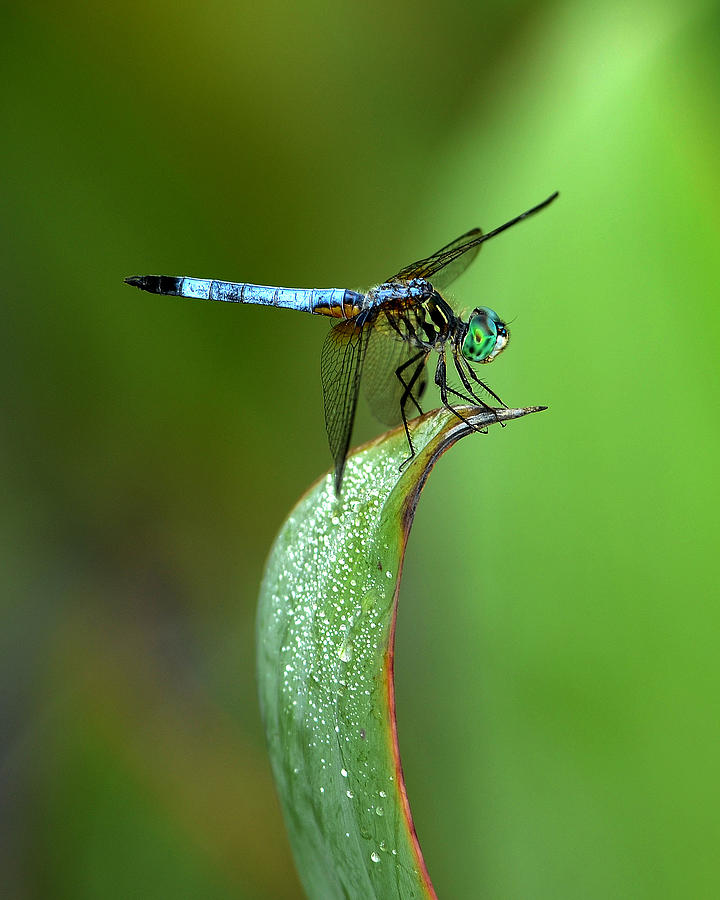 Blue Dasher Dragonfly Photograph by Eric Abernethy