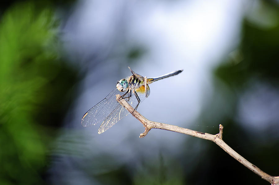 Wildlife Photograph - Blue Dasher Dragonfly by Kenneth Albin