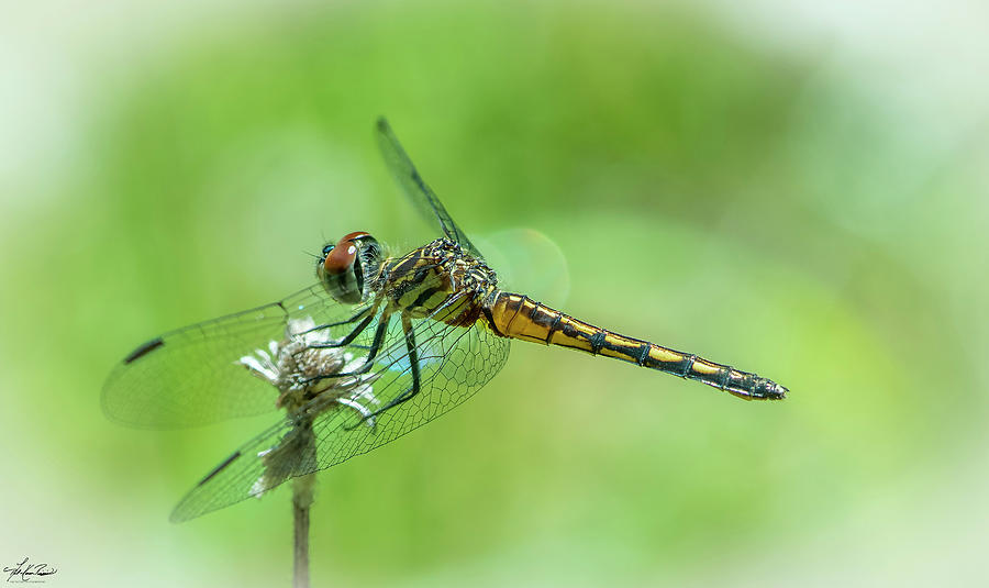 Spring Photograph - Blue Dasher Dragonfly by Phil And Karen Rispin
