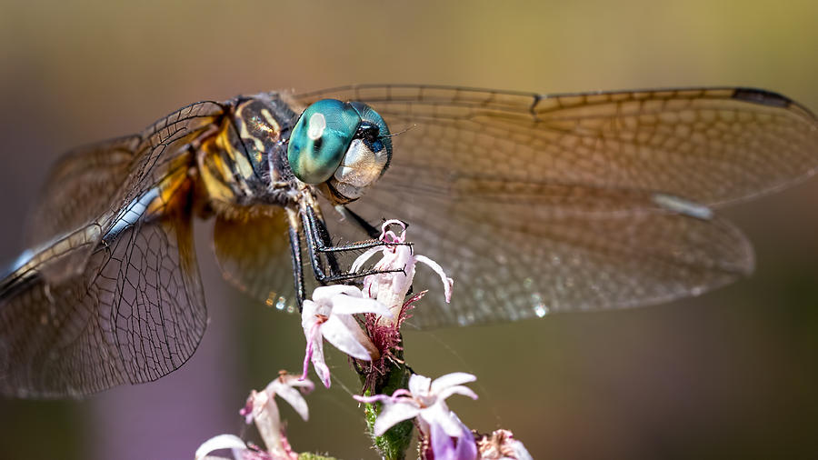 Blue Dasher Dragonfly Resting Photograph by Brad Boland