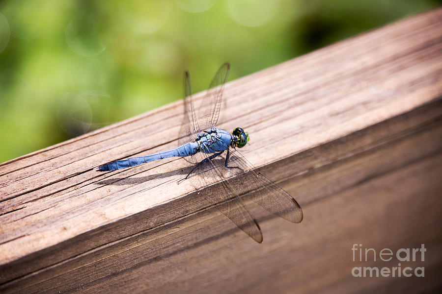 Blue Dasher Dragonfly Resting Photograph by Sharon McConnell