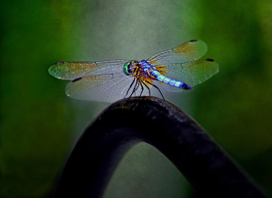 Blue Dasher Dragonfly Photograph by Sandi OReilly