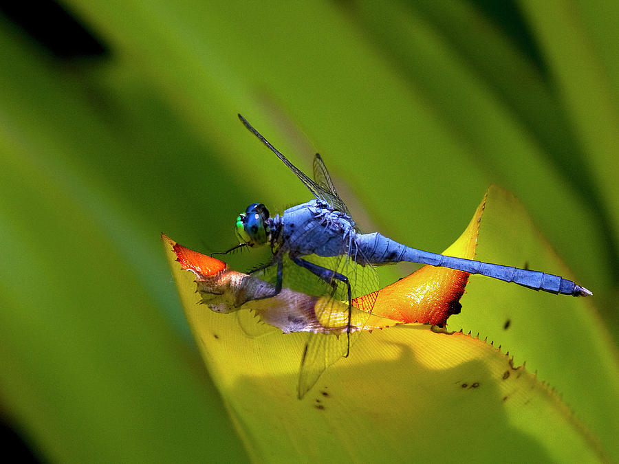 Blue Dasher Dragonfly Photograph by Sandra Anderson