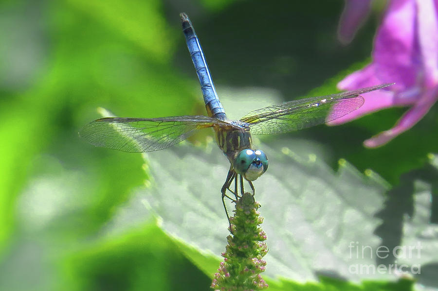 Blue Dasher Dragonfly Photograph by Scott Cameron