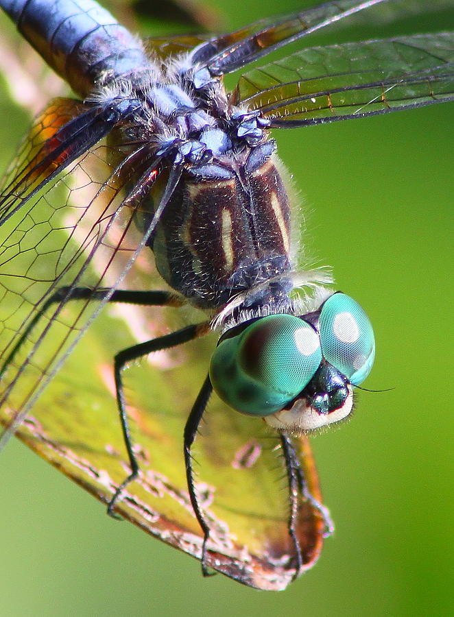 Wildlife Photograph - Blue Dasher Dragonfly Up Close by John Burk