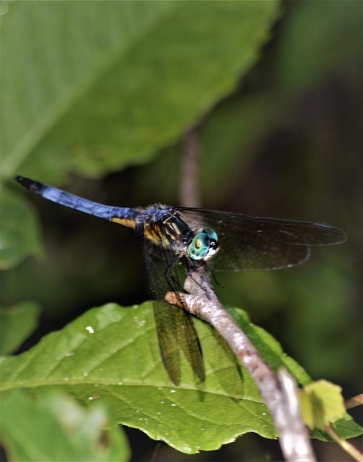Blue Dasher Dragonfly Photograph by Warren Thompson