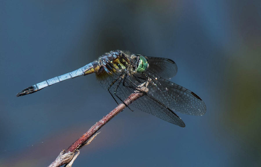 Blue Dasher Photograph by Jody Partin
