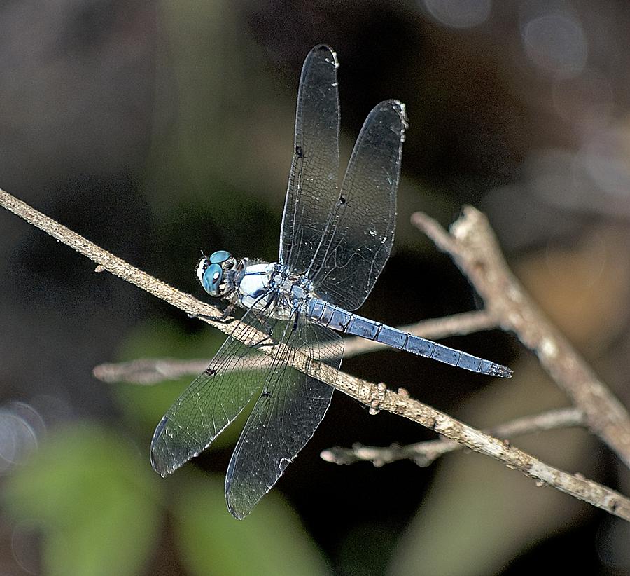 Blue Dasher Photograph by Kenneth Albin