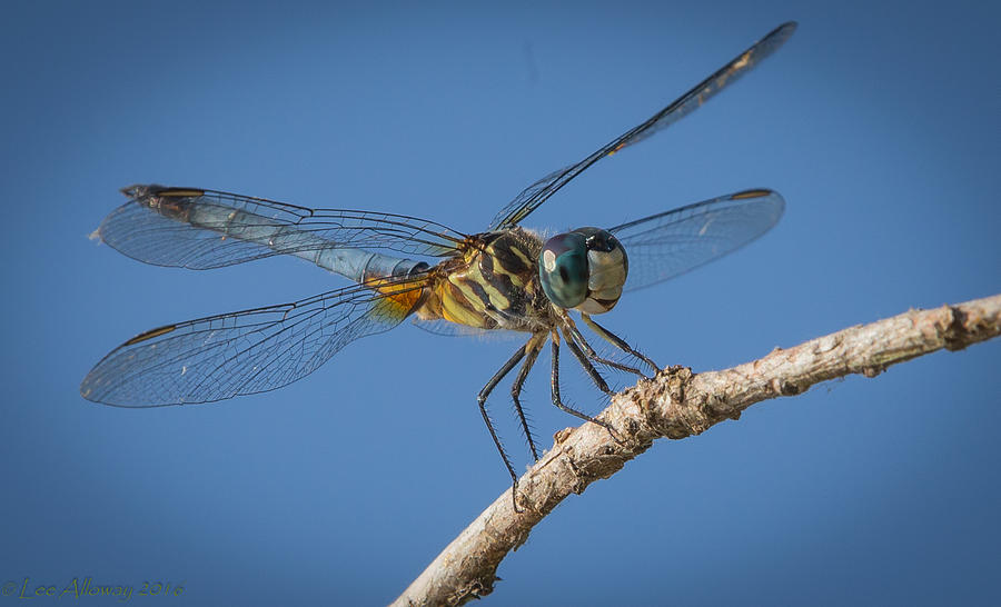 Blue Dasher Photograph by Lee Alloway