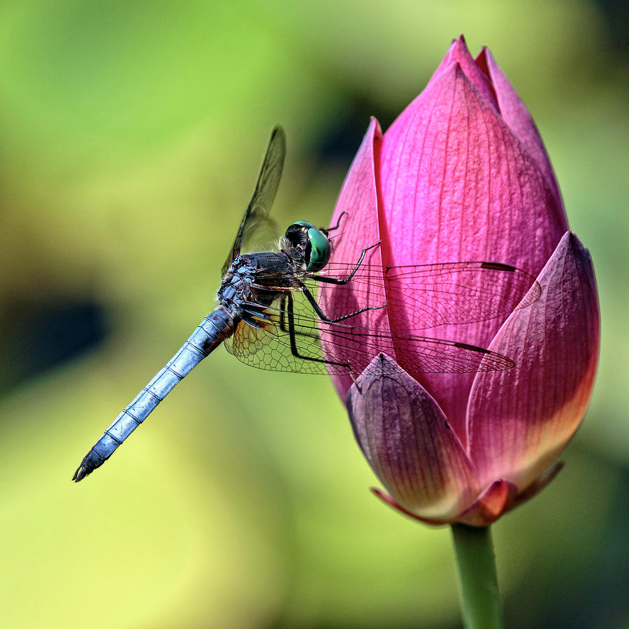 Blue Dasher on Pink Photograph by Wes and Dotty Weber