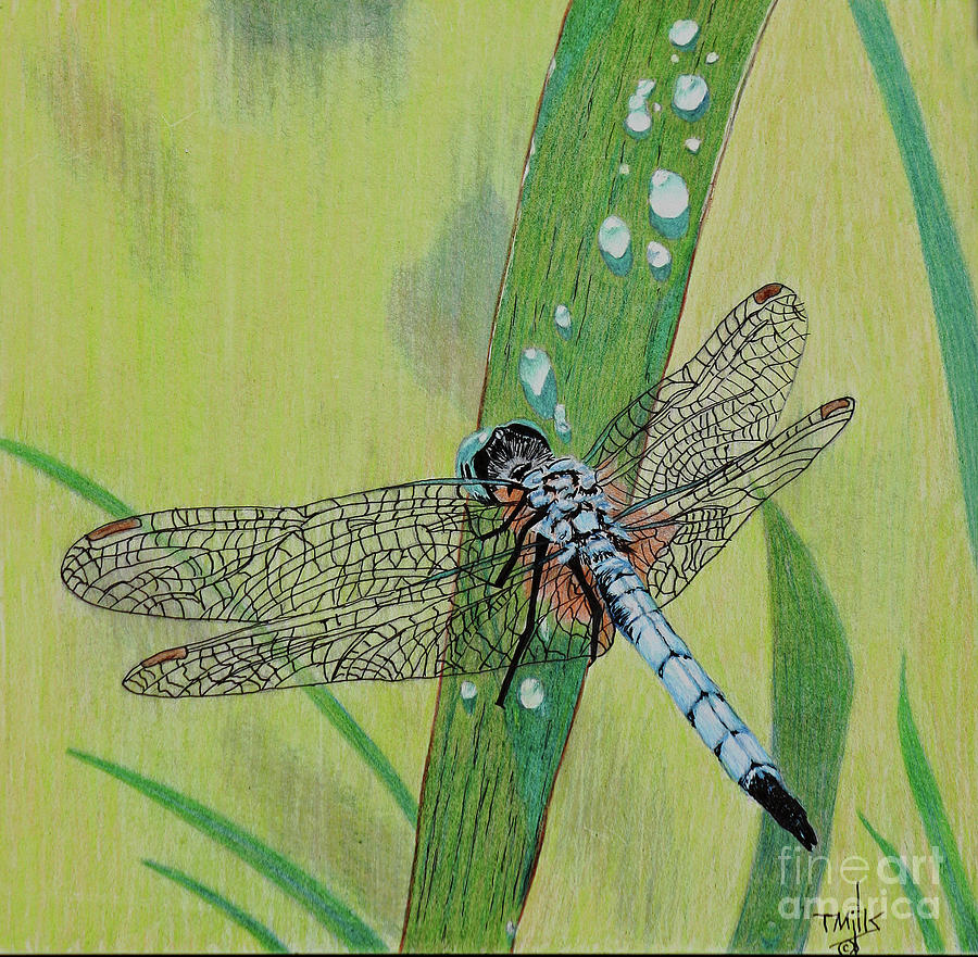 Blue Dasher Drawing by Terri Mills