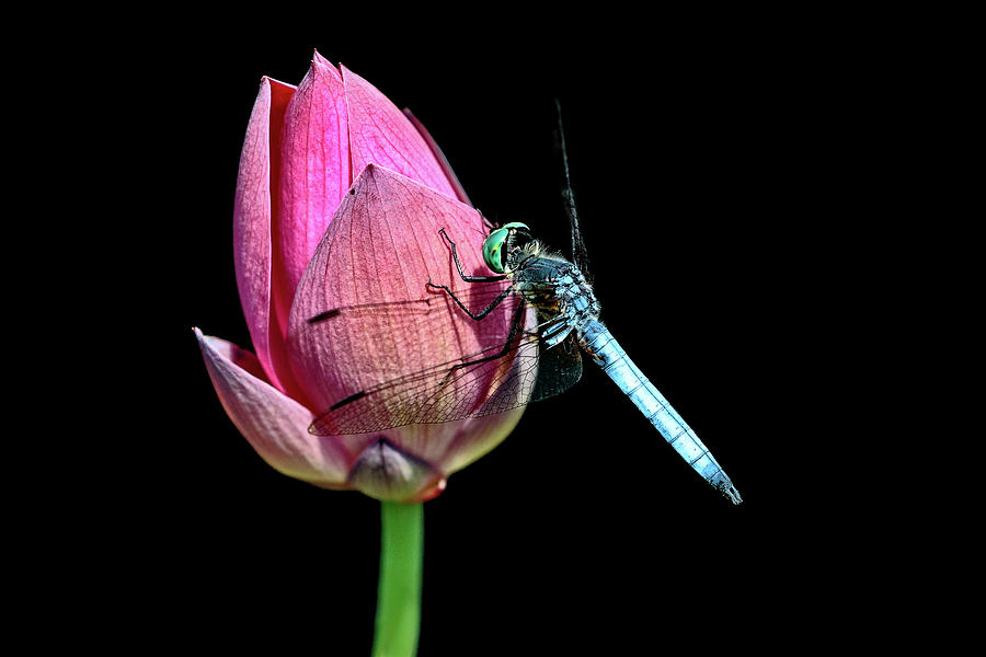 Blue Dasher Photograph by Wes and Dotty Weber