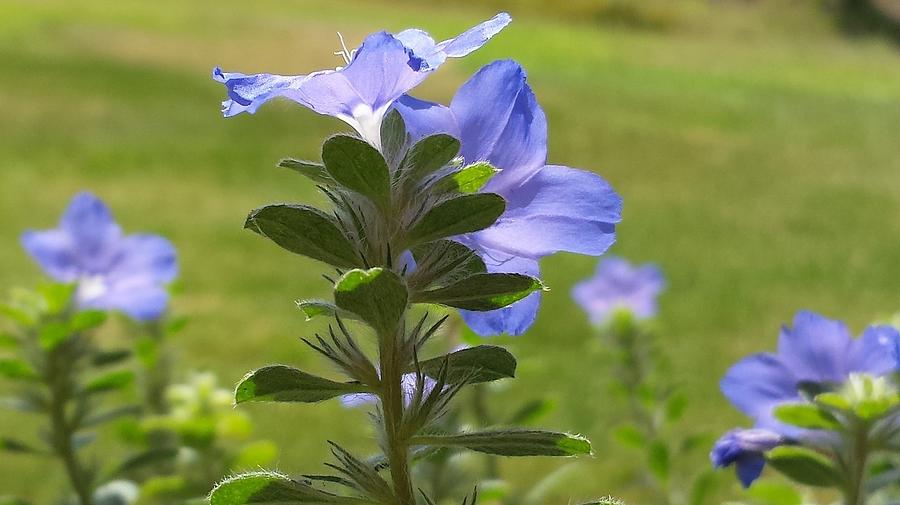 Blue Daze Flower Photograph By Joanne Elizabeth